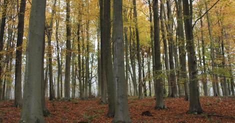 Kings Wood viewpoint, Kent Downs AONB