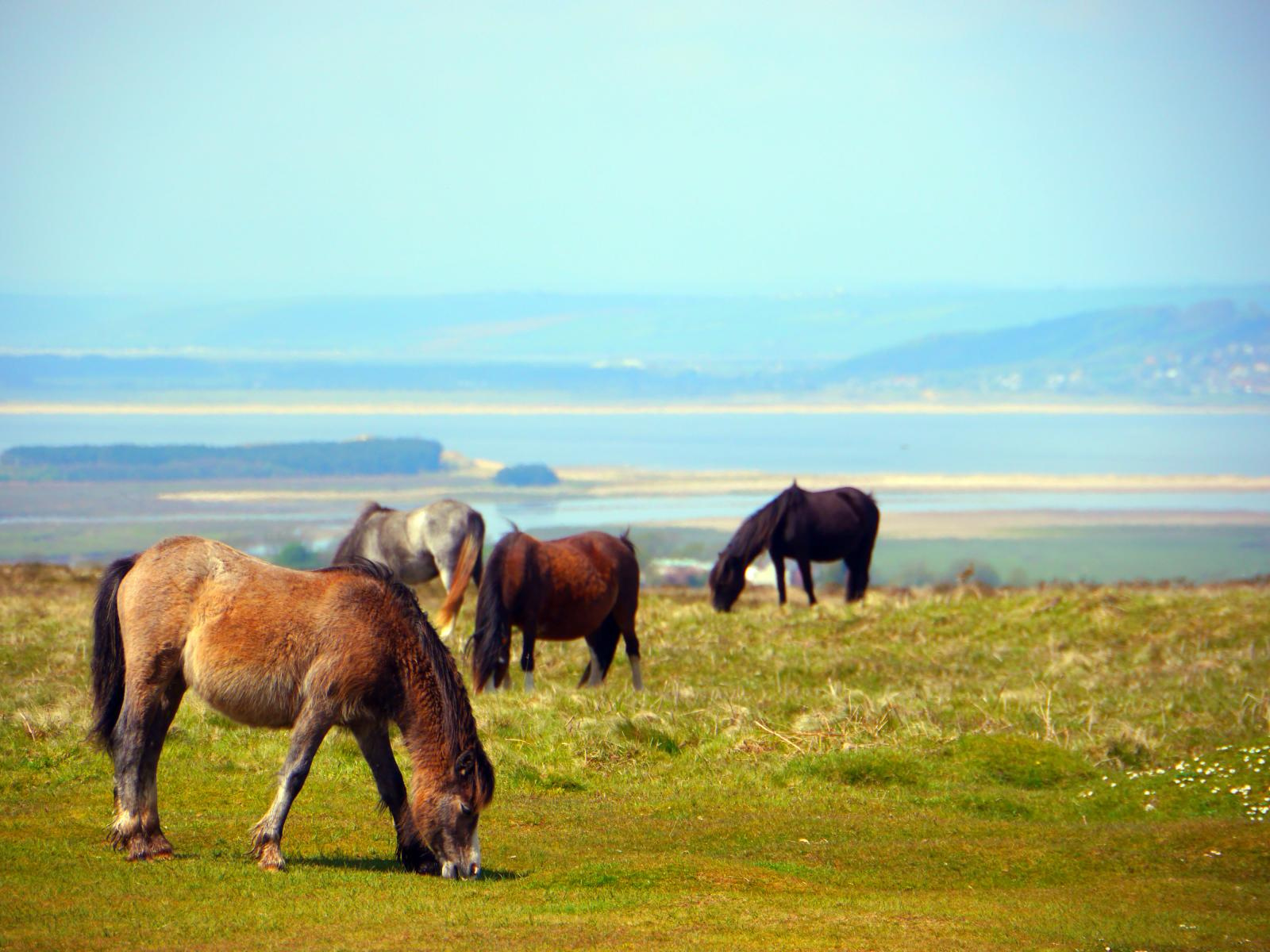 Wild horses near Arthur's Stone with the Loughnor Estuary in the background © Flickr CC - Gareth Lovering photography