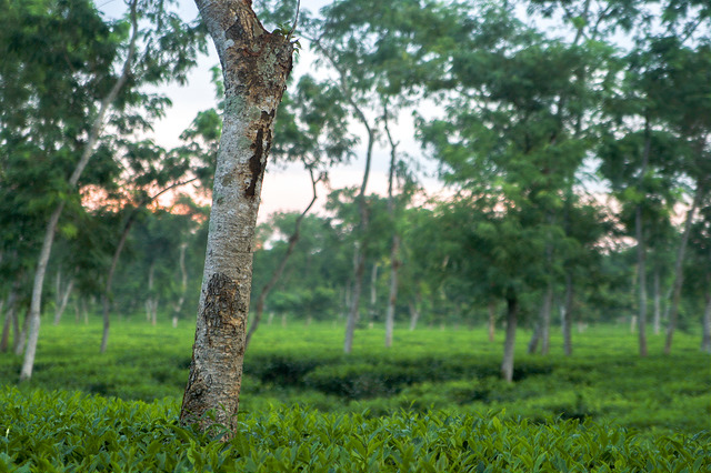 Tea estate Sylhet