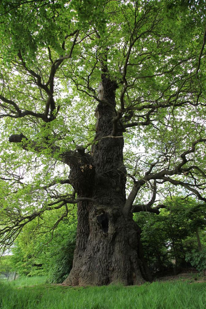 Oak tree in Arden 