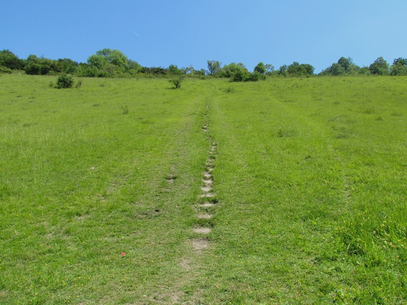 Paths in the grass