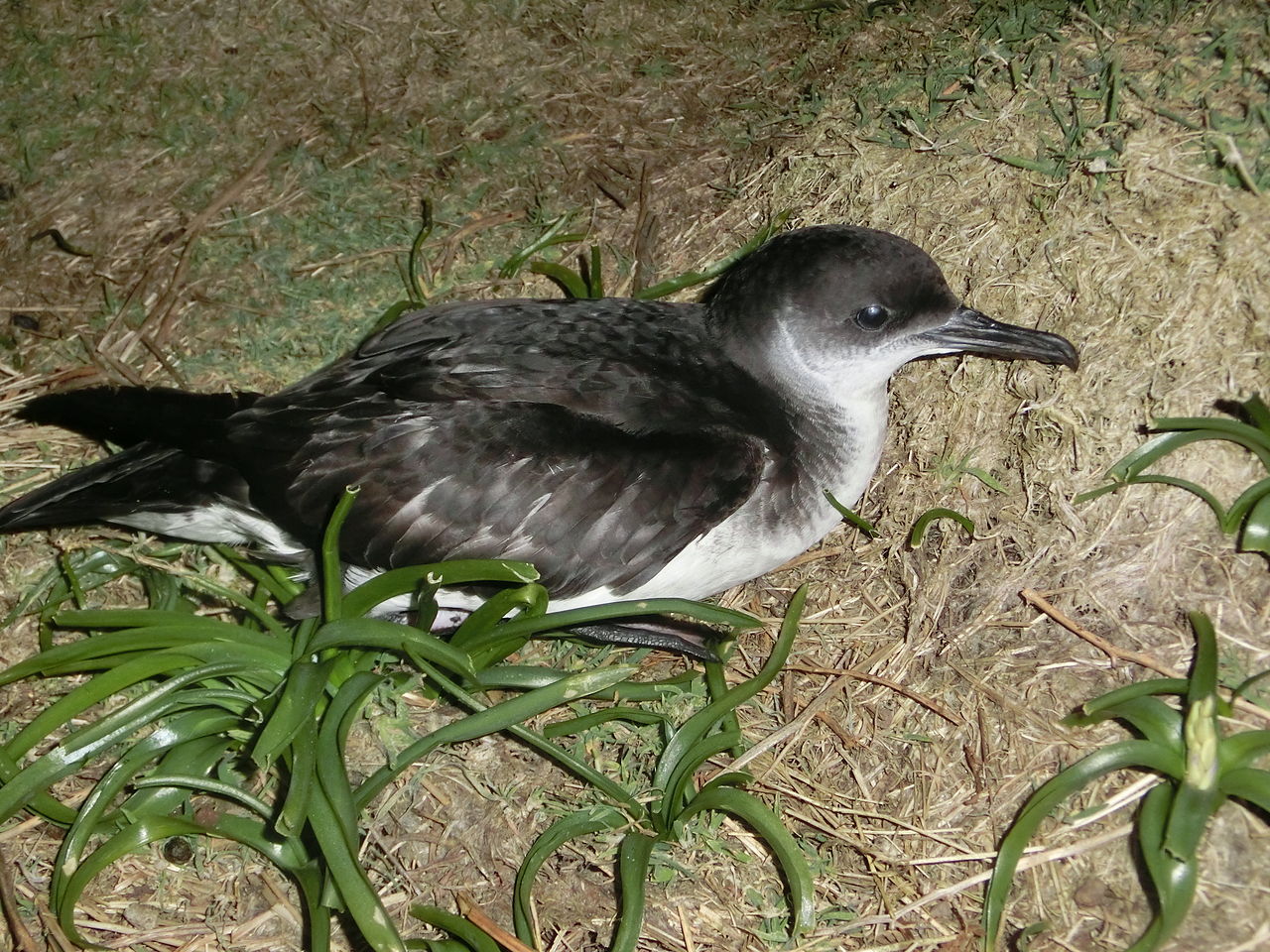 Nesting Manx Shearwater