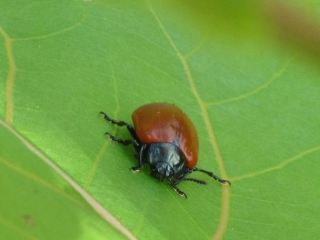Poplar Leaf Beetle - Wikimedia (CCL)