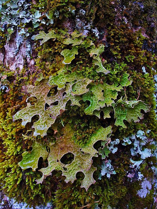 Tree lungwort © Wikimedia (CCL)