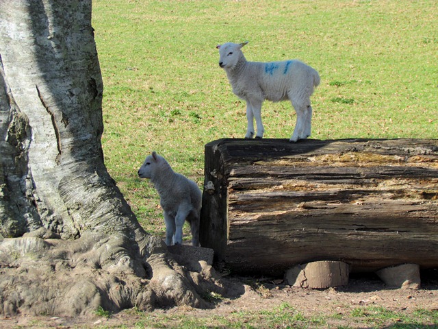 Spring lambs © Rory Walsh, Discovering Britain