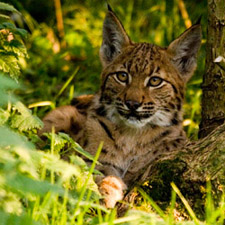 Lynx © Lynx UK Trust