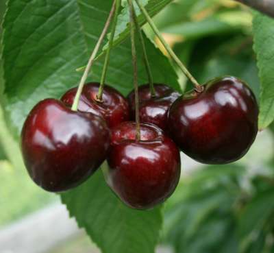 The Bradbourne Black cherry © Orchards for Everyone
