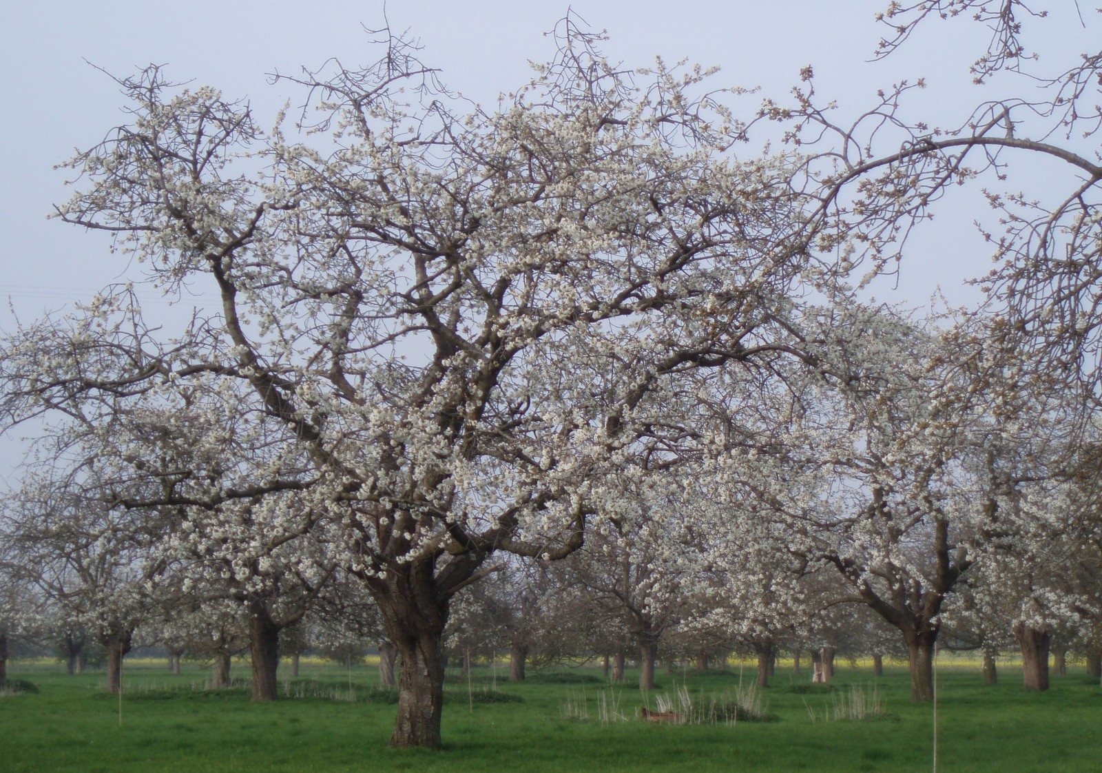 A Kent cherry orchard in blossom © Kent Orchards for Everyone