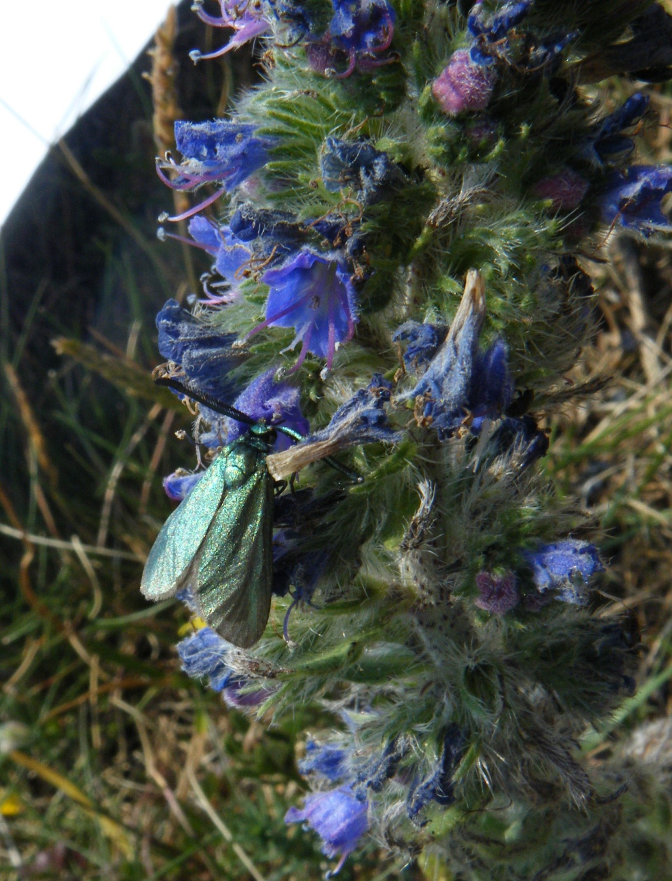 Foresters Moth on Vipers Bugloss © Kylie Jones Mattock, The Woodland Trust