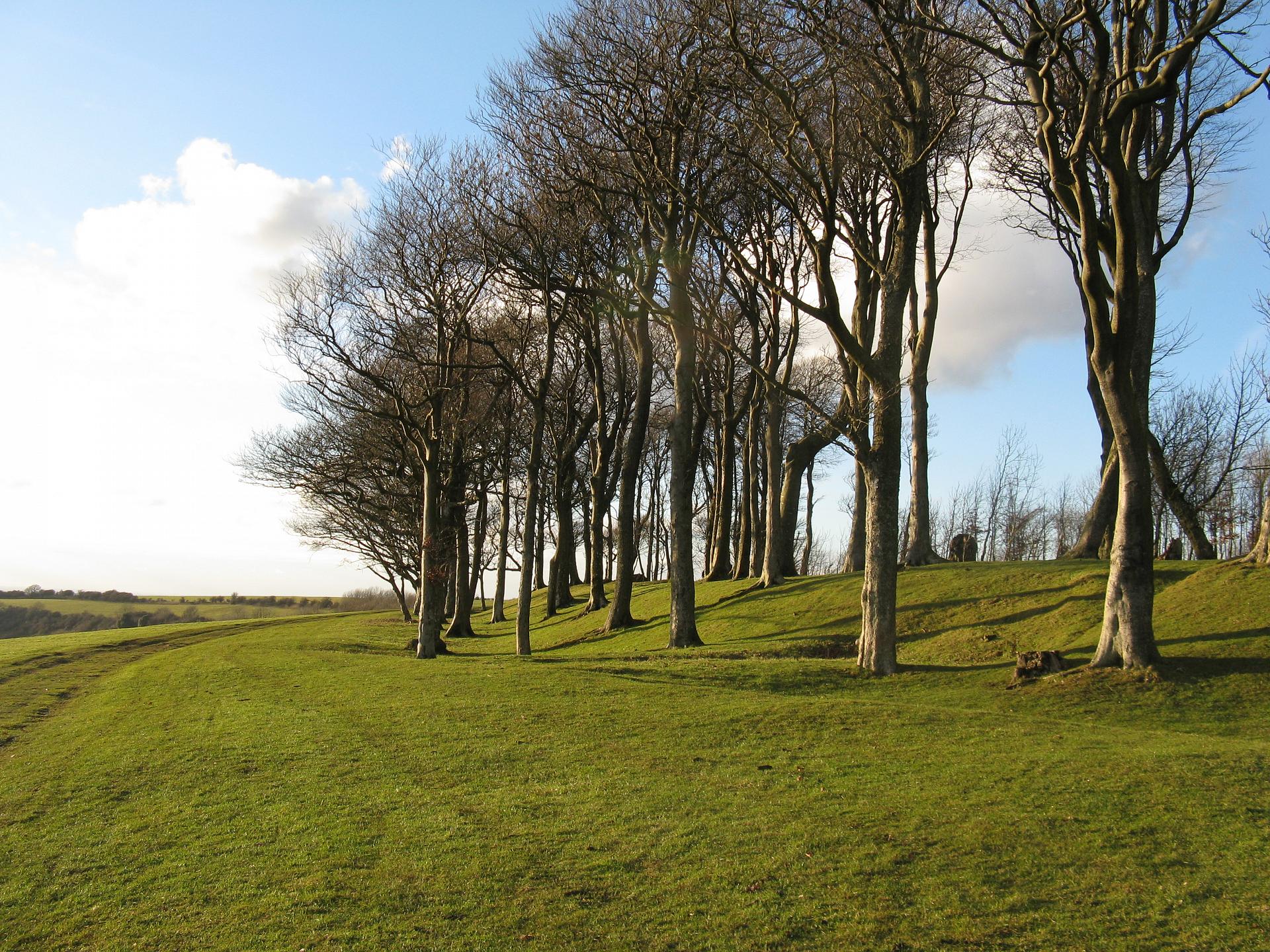 Chanctonbury Ring © Dave Spicer, Geograph (CCL)