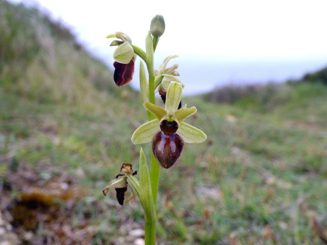 Early spider orchid © Ian Andrews, Geograph (CCL)