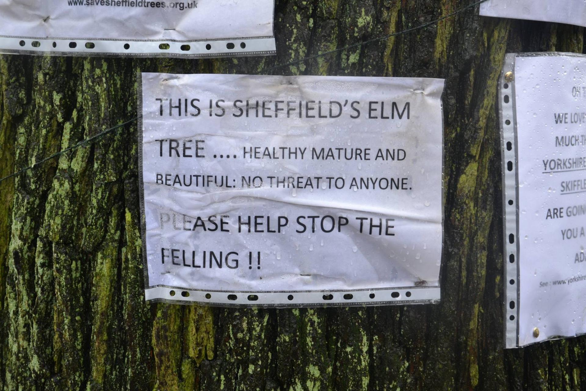 Tree protest poster