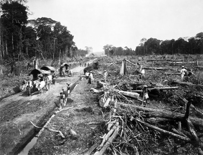 Deforestation in Indonesia c.1900