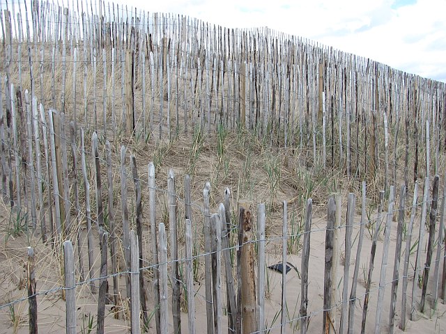 dune restoration work