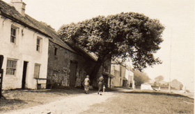 The cotton tree and Cotton Tree Cottage