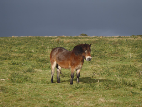 Exmoor ponies are another signifier of Exmoor © Wikimedia Commons